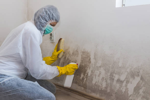 Best Commercial Mold Removal  in Friars Point, MS
