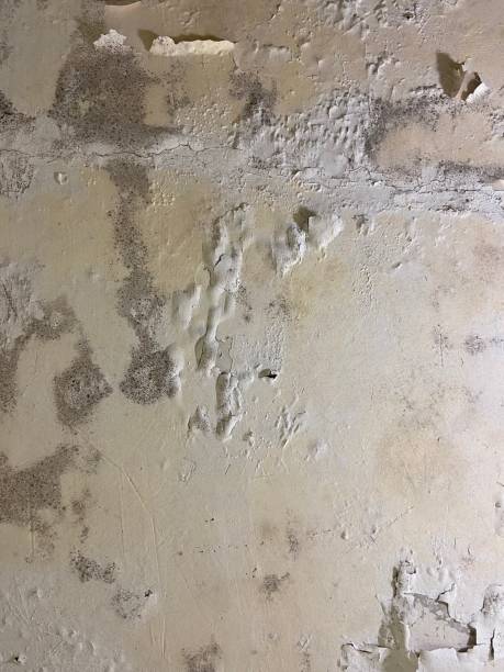 Best Toxic Mold Removal  in Friars Point, MS