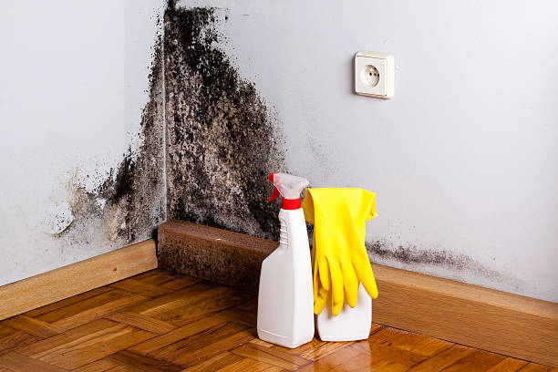 Best Emergency Mold Removal  in Friars Point, MS