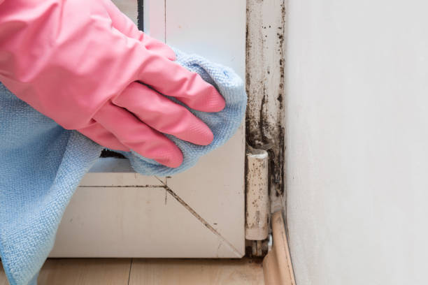 Best Toxic Mold Removal  in Friars Point, MS